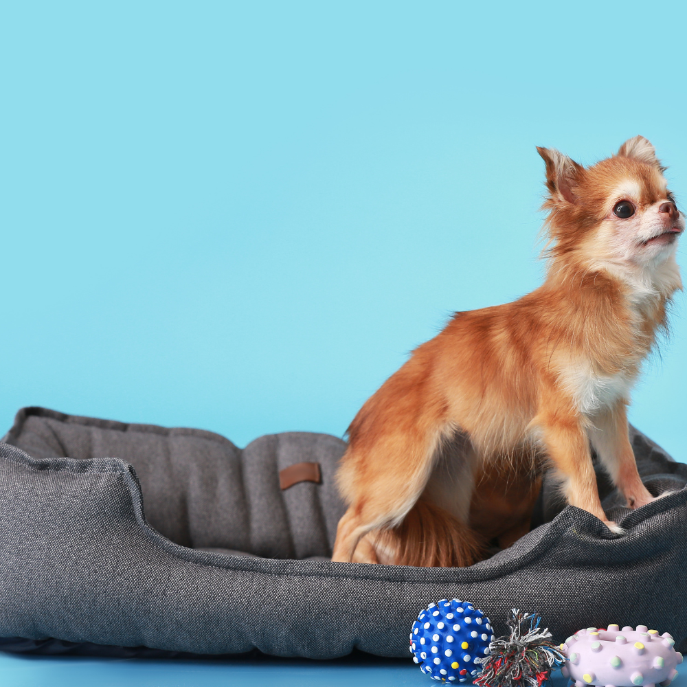 Pet Bed