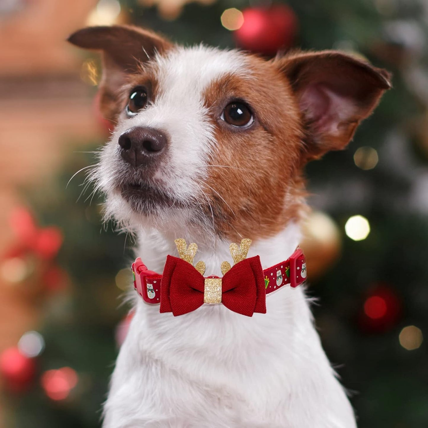 Dog Collar with Christmas Accessories